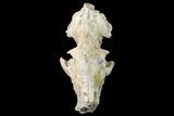 Fossil Oreodont (Merycoidodon) Skull - Wyoming #169160-6